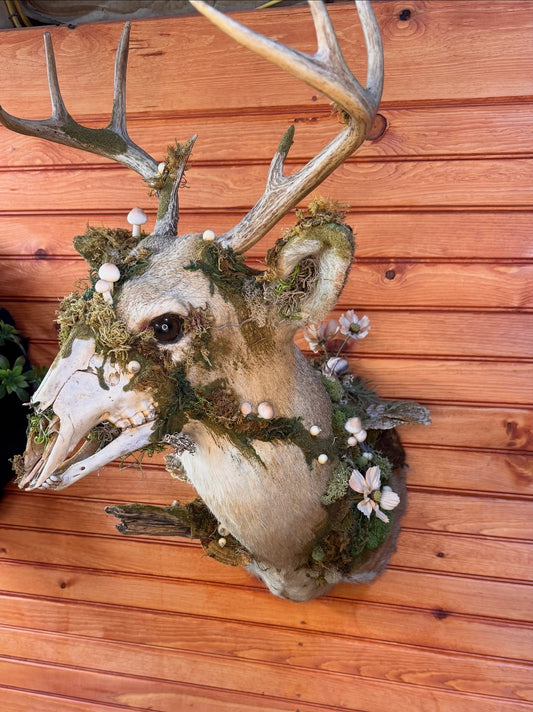 Twice Dead Deer